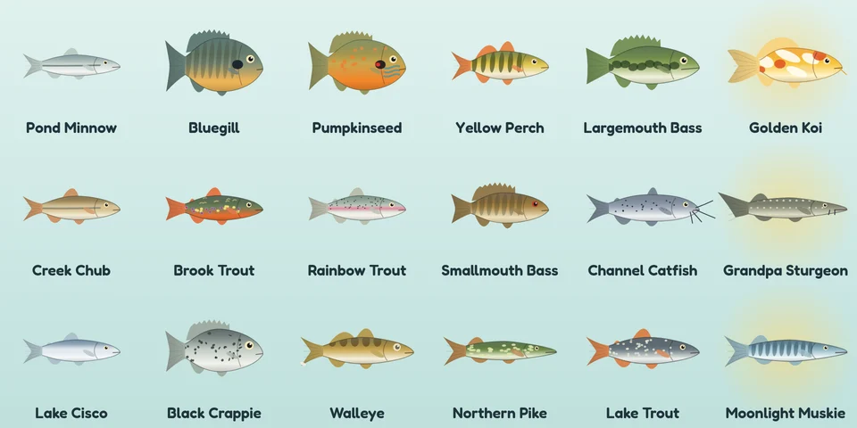 All eighteen Ripple Lake fish in three rows: Pond Minnow, Bluegill, Pumpkinseed, Yellow Perch, Largemouth Bass and Golden Koi; Creek Chub, Brook Trout, Rainbow Trout, Smallmouth Bass, Channel Catfish and Grandpa Sturgeon; Lake Cisco, Black Crappie, Walleye, Northern Pike, Lake Trout and Moonlight Muskie.